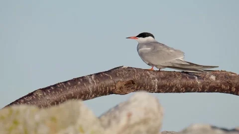 Common Tern Perched on Dark Tree Driftwood Stock Footage 277581912
