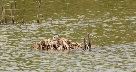 Common Tern Perched in Nest Amidst Tranquil Waters Stock Footage 255721865