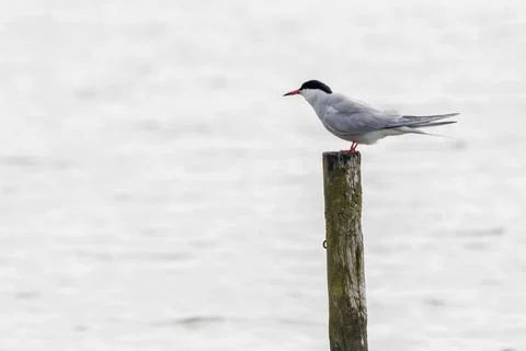 Common tern perched on a post over the water Stock Photos