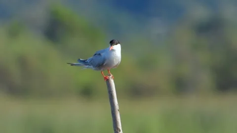 Common tern perches on wooden stake with coastal bird detail - Seabird Portrait Stock Footage 339697574