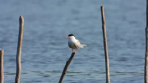 Common tern perches on wooden stake with coastal bird detail - Natural Behavior Stock Footage 339698129