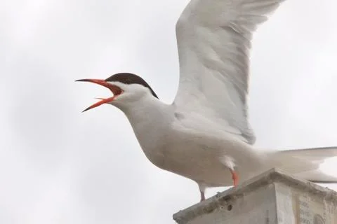 Common Tern Stock Photos