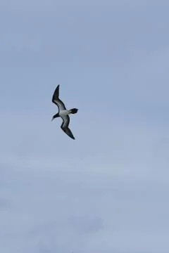 Common Tern Stock Photos