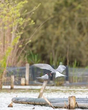 Common Tern Stock Photos