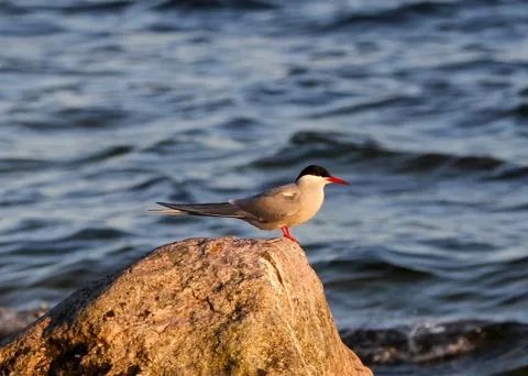 Common tern Stock Photos