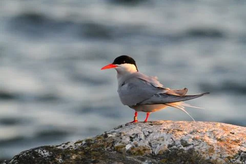 Common tern Stock Photos