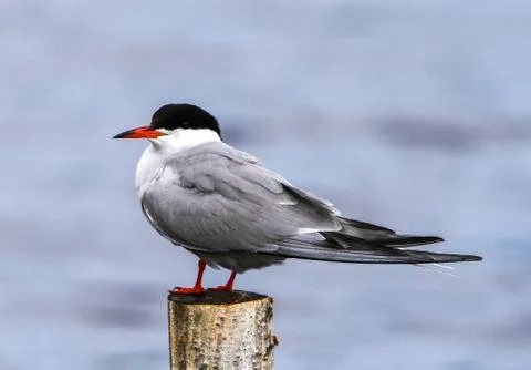 Common tern Stock Photos