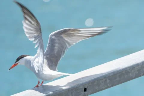 A Common Tern On A Railing With Sea In The Background, Taking Flight Stock Photos