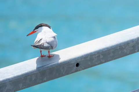 A Common Tern On A Railing With Sea In The Background Stock Photos