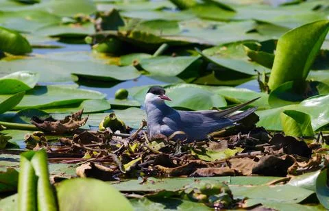Common tern sits in a nest Stock Photos