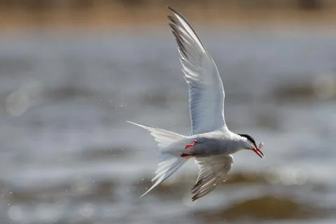 Common tern with a smelt catch 写真素材