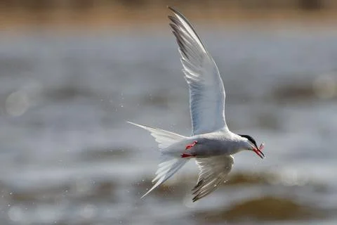 Common tern with a smelt catch Stock Photos