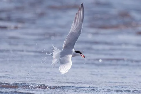 Common tern with a smelt catch Stock Photos