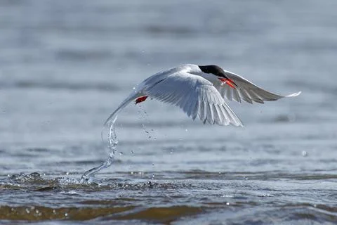 Common tern with a smelt catch Stock Photos