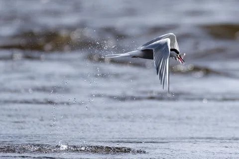 Common tern with a smelt catch Stock Photos