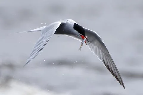 Common tern with a smelt catch Stock Photos