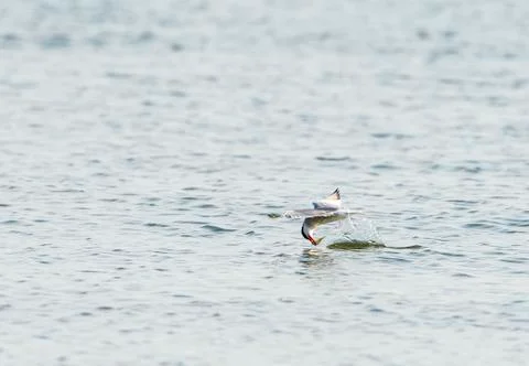 Common Tern snaring a fish Foto stock