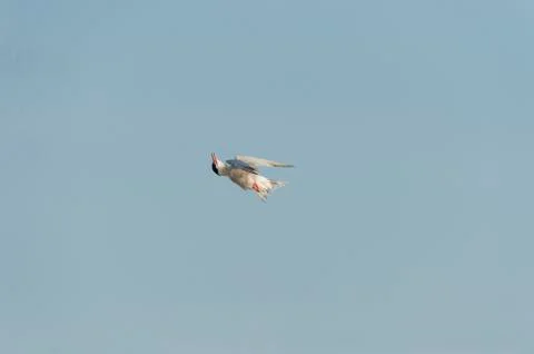 Common Tern spinning in flight Stock Photos