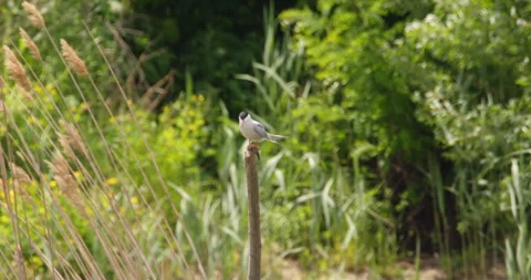 Common tern standing on a piece of wood Stock Footage 255683353