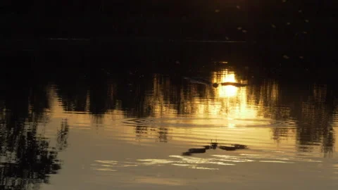 Common tern  Sterna hirundo 14 hd 100fps Stock Footage 171569253