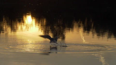 Common tern  Sterna hirundo 15 hd  100fps Video stock 171569291