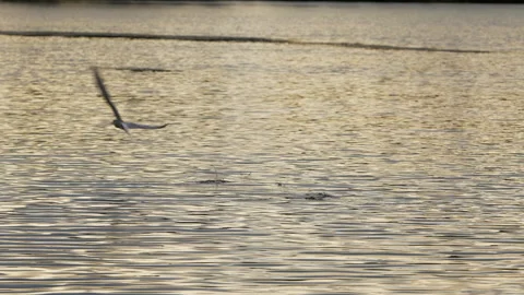 Common tern  Sterna hirundo 21 hd  100fps Stock Footage 171569337