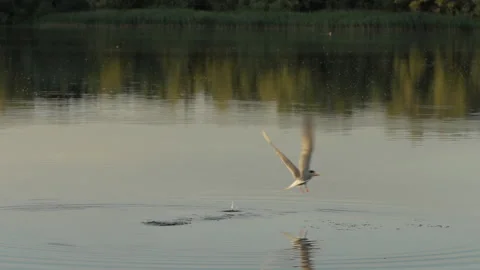 Common tern  Sterna hirundo 7 hd  100 fps slow motion Video stock 171569298