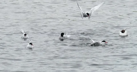 Common Tern; Sterna hirundo and Arctic Tern; Sterna paradisaea washing at Low Stock Footage 255747725