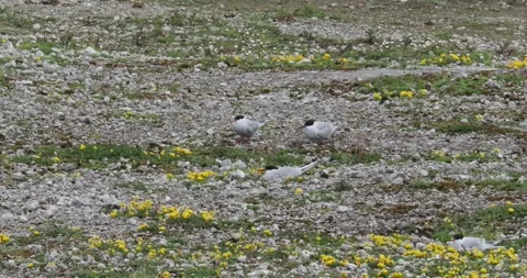 Common Tern, Sterna hirundo and Arctic Tern, Sterna paradisaea nesting at Hod Stock Footage 337889968