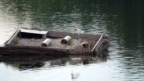 Common tern (Sterna hirundo) is attacking Egyptian goose (Alopochen aegyptiaca) Stock Footage 245495340