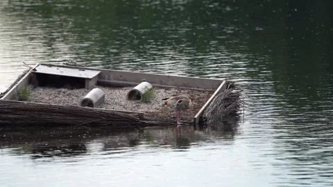 Common tern (Sterna hirundo) is attacking Egyptian goose (Alopochen aegyptiaca) Stock Footage 245496172