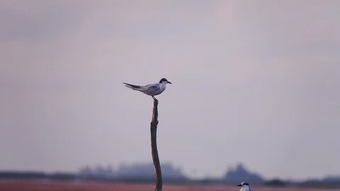Common Tern (Sterna hirundo) Bird Perched on Wooden Post at Lake with Red Lotus Stock Footage 102654178