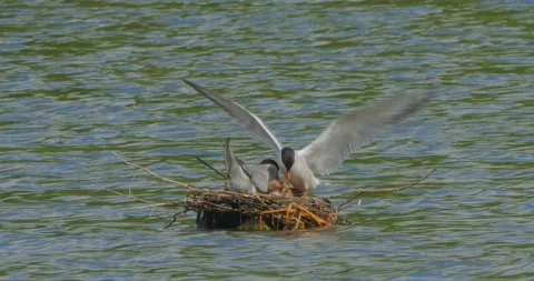 Common Tern Sterna hirundo with a chick in the nest in the morning mist Stock Footage 340774056