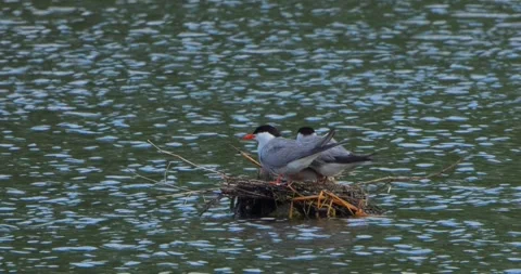 Common Tern Sterna hirundo with a chick in the nest in the morning mist Stock Footage 340774401