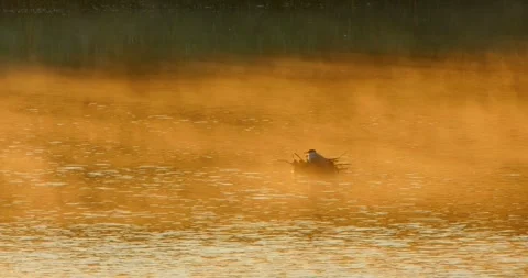 Common Tern Sterna hirundo with a chick on the nest in the morning mist. Vidéo 340774581