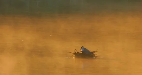 Common Tern Sterna hirundo with a chick on the nest in the morning mist. Stock Footage 340774582