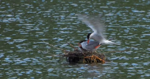 Common Tern Sterna hirundo with a chick in the nest in the morning mist Stock Footage 340774674