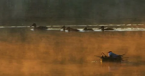 Common Tern Sterna hirundo with a chick on the nest in the morning mist. Stock Footage 340774718