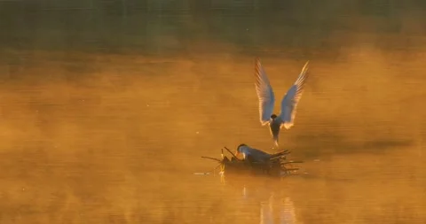 Common Tern Sterna hirundo with a chick on the nest in the morning mist. Stock Footage 340774754