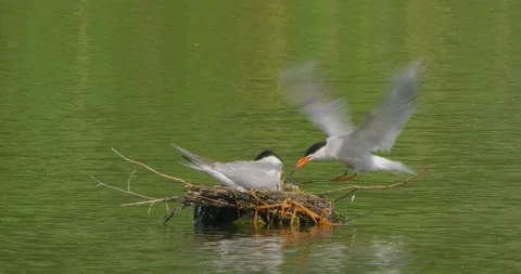 Common Tern Sterna hirundo with a chick in the nest in the morning mist Stock Footage 340775887
