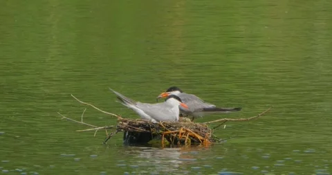 Common Tern Sterna hirundo with a chick in the nest in the morning mist Stock Footage 340776130