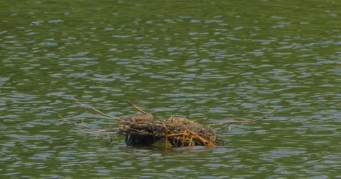 Common Tern Sterna hirundo with a chick in the nest in the morning mist Stock Footage 340776583