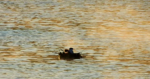 Common Tern Sterna hirundo with a chick on the nest in the morning mist. Stock Footage 340777032