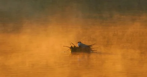 Common Tern Sterna hirundo with a chick in the nest in the morning mist Stock Footage 340777067