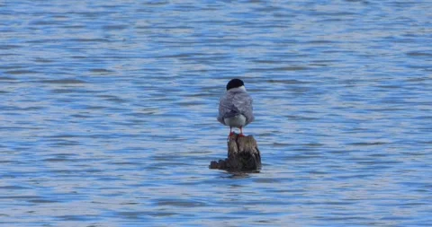 Common Tern Sterna hirundo with a chick in the nest in the morning mist Stock Footage 340777380