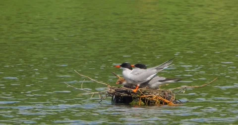 Common Tern Sterna hirundo with a chick in the nest in the morning mist Stock Footage 340777381