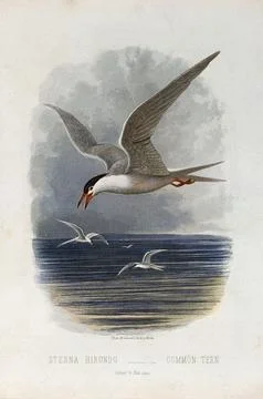 A common tern (Sterna hirundo). Colour lithograph, ca. 1875. Stock Illustration