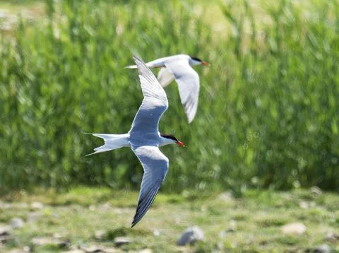 Common Tern; Sterna hirundo at Conder Green, Lancashire, UK. Stock Photos