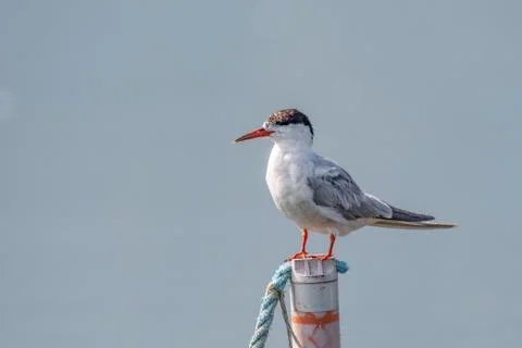 Common tern (sterna hirundo) in Danube Delta Romania. Wildlife in natural hab Stock Photos