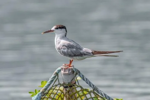Common tern (sterna hirundo) in Danube Delta Romania. Wildlife in natural hab Stock Photos